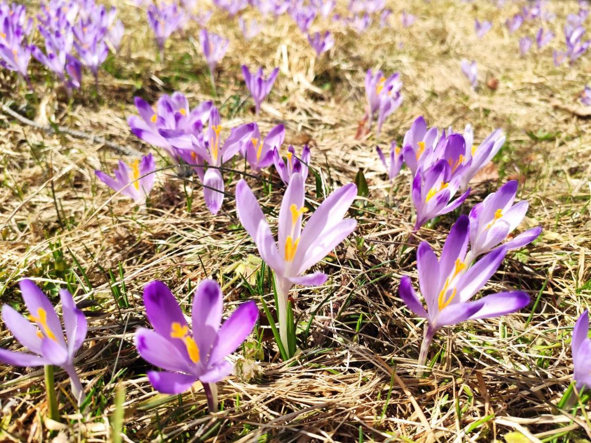 Western Tatras Slovakia Oravsky Biely Potok Eksteriør bilde